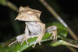 Lais Puzzle - Orchidee, Ecuador - 2.000 Teile