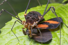 Lais Puzzle - Großer Harvesman oder Phalangid beim Fressen eines Schmetterlings im montanen Regenwald bei Nacht in der Cordillera del Condor, Ecuador - 2.000 Teile
