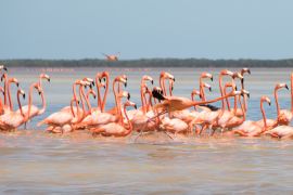 Lais Puzzle - Flamingos, Vögel, Celestun, Wasser, Yucatan, Mexiko - 2.000 Teile