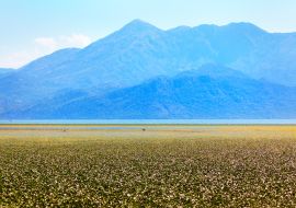 Lais Puzzle - Blick auf den Skadar-See in Albanien und das Balkangebirge . Sumpfvegetation Oberfläche . Skadar See Nationalpark in Albanien und Montenegro - 1.000 Teile