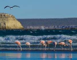 Lais Puzzle - Flamingos in Meereslandschaft, Patagonien, Argentinien - 40, 100, 200, 500, 1.000 & 2.000 Teile