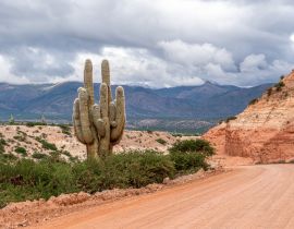 Lais Puzzle - Nordargentinien, Cardon, ein typischer Kaktus, der in großer Höhe in der Region Humahuaca wächst - 40, 100, 200, 500, 1.000 & 2.000 Teile