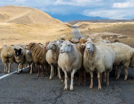 Lais Puzzle - Hirte, der eine Gruppe von Schafen über eine Straße führt, Provinz Tavush, Armenien - 40, 100, 200, 500, 1.000 & 2.000 Teile