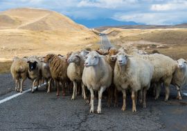 Lais Puzzle - Hirte, der eine Gruppe von Schafen über eine Straße führt, Provinz Tavush, Armenien - 1.000 Teile