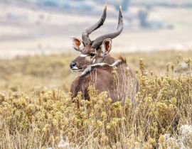 Lais Puzzle - Dominanter männlicher Mountain Nyala im Bale Mountains National Park in Äthiopien - 40, 100, 200, 500, 1.000 & 2.000 Teile