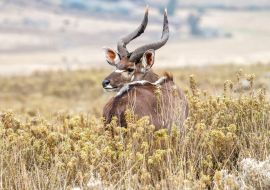 Lais Puzzle - Dominanter männlicher Mountain Nyala im Bale Mountains National Park in Äthiopien - 1.000 Teile