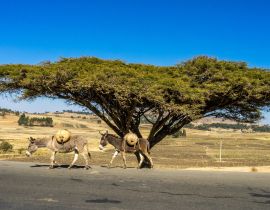 Lais Puzzle - Großer Baum an der Straße von Gondar zu den Simien-Bergen, Äthiopien, Afrika - 40, 100, 200, 500, 1.000 & 2.000 Teile