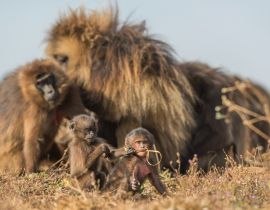 Lais Puzzle - Gelada-Pavian - Theropithecus gelada, schöner Erdprimat aus den Simien-Bergen, Äthiopien - 40, 100, 200, 500, 1.000 & 2.000 Teile