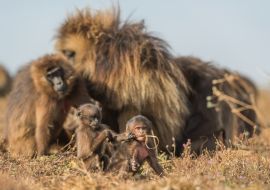 Lais Puzzle - Gelada-Pavian - Theropithecus gelada, schöner Erdprimat aus den Simien-Bergen, Äthiopien - 1.000 Teile