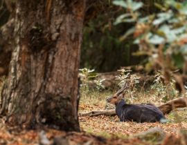 Lais Puzzle - Meneliks Buschbock - Tragelaphus scriptus meneliki, schöne, scheue Antilope, endemisch in den äthiopischen Bergen, Bale-Gebirge, Äthiopien - 40, 100, 200, 500, 1.000 & 2.000 Teile