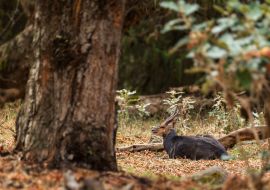 Lais Puzzle - Meneliks Buschbock - Tragelaphus scriptus meneliki, schöne, scheue Antilope, endemisch in den äthiopischen Bergen, Bale-Gebirge, Äthiopien - 1.000 Teile