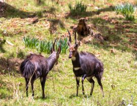 Lais Puzzle - Kämpfende zwei männliche Menelik-Buschböcke, Bale-Gebirge, Äthiopien - 40, 100, 200, 500, 1.000 & 2.000 Teile