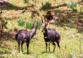 Lais Puzzle - Kämpfende zwei männliche Menelik-Buschböcke, Bale-Gebirge, Äthiopien - 1.000 Teile
