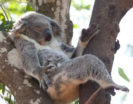Lais Puzzle - Koala entspannt in einem Baum, Australien - 40, 100, 200, 500, 1.000 & 2.000 Teile