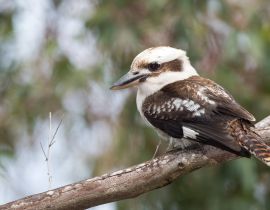Lais Puzzle - Kookaburra Australien lachender Vogel Porträt - 40, 100, 200, 500, 1.000 & 2.000 Teile