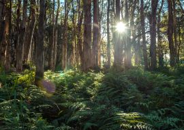 Lais Puzzle - Anordnung der Bäume im Sydney Centennial Park - 1.000 Teile