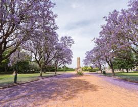 Lais Puzzle - Jacaranda über einer Landstraße im Victoria Park, Dubbo, NSW, Australien - 40, 100, 200, 500, 1.000 & 2.000 Teile