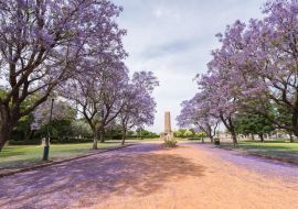 Lais Puzzle - Jacaranda über einer Landstraße im Victoria Park, Dubbo, NSW, Australien - 1.000 Teile