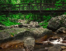 Lais Puzzle - Natürlicher Bridge Creek bei Springbrook in Queensland - 40, 100, 200, 500, 1.000 & 2.000 Teile