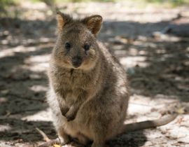 Lais Puzzle - Quokka, Setonix brachyurus, aufgenommen auf Rottnest Island, Westaustralien - 40, 100, 200, 500, 1.000 & 2.000 Teile