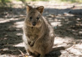 Lais Puzzle - Quokka, Setonix brachyurus, aufgenommen auf Rottnest Island, Westaustralien - 1.000 Teile