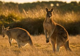 Lais Puzzle - Känguru im offenen Feld während eines goldenen Sonnenuntergangs - 1.000 Teile