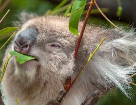 Lais Puzzle - Koala beim Fressen eines Eukalyptusblattes - 40, 100, 200, 500, 1.000 & 2.000 Teile