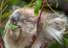 Lais Puzzle - Koala beim Fressen eines Eukalyptusblattes - 1.000 Teile
