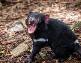 Lais Puzzle - Nahaufnahme eines knurrenden Tasmanischen Teufels - 40, 100, 200, 500, 1.000 & 2.000 Teile