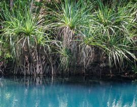 Lais Puzzle - Berry Springs, eine Süßwasserquelle im Northern Territory - 40, 100, 200, 500, 1.000 & 2.000 Teile
