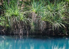 Lais Puzzle - Berry Springs, eine Süßwasserquelle im Northern Territory - 1.000 Teile