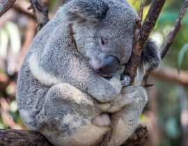 Lais Puzzle - Ein Koala schläft in einem Baum - 40, 100, 200, 500, 1.000 & 2.000 Teile