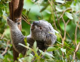 Lais Puzzle - Ein Koala in Australien - 40, 100, 200, 500, 1.000 & 2.000 Teile