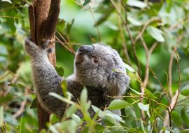 Lais Puzzle - Ein Koala in Australien - 1.000 Teile