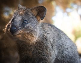 Lais Puzzle - Niedliches Quokka-Porträt auf Rottnest Island - 40, 100, 200, 500, 1.000 & 2.000 Teile