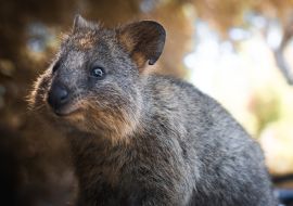 Lais Puzzle - Niedliches Quokka-Porträt auf Rottnest Island - 1.000 Teile