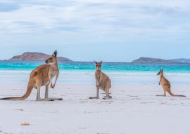 Lais Puzzle - Kängurus in der Lucky Bay in Australien - 100, 200, 500, 1.000 & 2.000 Teile
