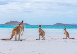Lais Puzzle - Kängurus in der Lucky Bay in Australien - 1.000 Teile
