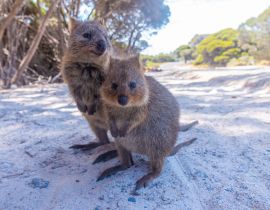 Lais Puzzle - Quokka auf der Insel Rottnest bei Perth, Australien - 40, 100, 200, 500, 1.000 & 2.000 Teile