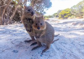 Lais Puzzle - Quokka auf der Insel Rottnest bei Perth, Australien - 1.000 Teile