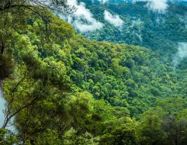 Lais Puzzle - Ein Panoramablick auf die Goomoolahra Falls und die Regenwaldkronen im Springbrook National Park, Queensland - 40, 100, 200, 500, 1.000 & 2.000 Teile
