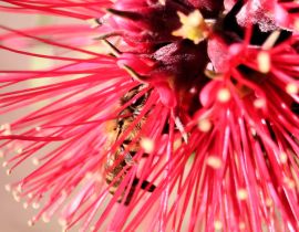 Lais Puzzle - Honigbiene in einer roten Bottlebrush-Blüte, Südaustralien - 40, 100, 200, 500, 1.000 & 2.000 Teile