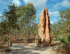 Lais Puzzle - Riesiger Termitenhügel im Litchfield NP, Northern Territory, Australien - 40, 100, 200, 500, 1.000 & 2.000 Teile