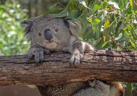 Lais Puzzle - Koala, der sich festhält - 1.000 Teile