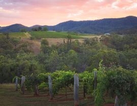 Lais Puzzle - Ein farbenprächtiger Sonnenuntergang oder Sonnenaufgang über einer malerischen ländlichen Landschaft und einem Weinberg in der Region Hunter Valley, dem berühmten Weinland in NSW, Australien - 40, 100, 200, 500, 1.000 & 2.000 Teile