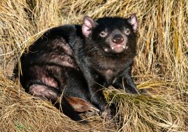 Lais Puzzle - Tasmanischer Teufel, der im gelben Gras ruht - 1.000 Teile
