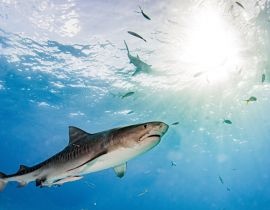 Lais Puzzle - Tigerhai am Tigerstrand, Bahamas - 40, 100, 200, 500, 1.000 & 2.000 Teile