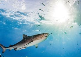 Lais Puzzle - Tigerhai am Tigerstrand, Bahamas - 1.000 Teile