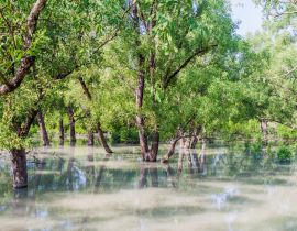 Lais Puzzle - Überschwemmter Wald am Hiron Point in den Sundarbans, Bangladesch - 40, 100, 200, 500, 1.000 & 2.000 Teile