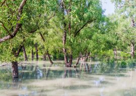 Lais Puzzle - Überschwemmter Wald am Hiron Point in den Sundarbans, Bangladesch - 1.000 Teile